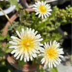 ラブうさ日記 読書記録