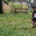 城山公園のキツネノカミソリ