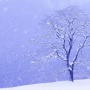【超速報】名古屋、7月に雪が降ったかｗｗｗｗｗｗ　→　ウェザーニュース「それは◯◯です」【追記】