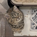 今日のにゃんこ