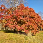 HAPPY MALIBU  マリブ盛岡