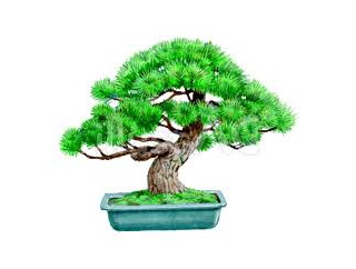 🥗お正月の写真はアテクシの生きがいザマス📸