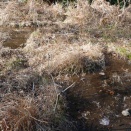 アサヒナカワトンボのヤゴ。