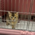 片手の無い子猫ちゃんはスタッフさんが預かってくれました。