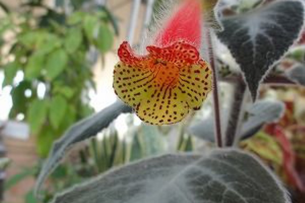 花散歩 ゲスネリア室のかわいい花