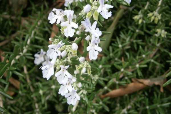 守護さまスピリチュアル観察日記 麻枝 准