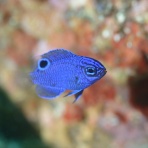 hyakuのdiving & trekking