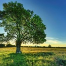 幸せになることを自分に許すには？　〜鎖に繋がれた象のお話し〜