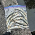 本日の釣果