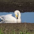飛ぶオオハクチョウを撮る🦢🦢📸（多々良沼公園）