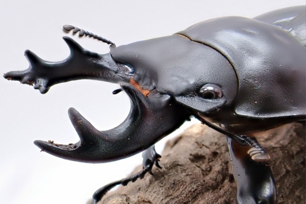 クワガタ備忘録 - ヤエヤママルバネ