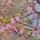 公園の三分咲きとなった河津桜に止まるニシオジロビタキ