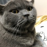 『鼻くそのついた猫 コンバーススニーカー修理六甲アイランドの靴修理合鍵作製時計の電池交換のお店』の画像