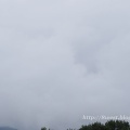 庭の蝶