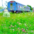 お花に囲まれる旧型客車
