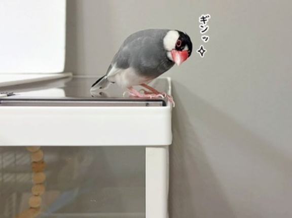 監視されている…