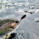 緊急速報‼️  次号1/20発売アングリングファンプレゼント企画！！