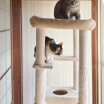 猫々