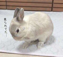 うさぎのルリ(9/27追記)