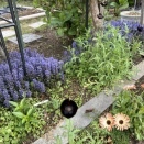 ノルウェー楓＆アジュガ揃う、ブラックマジックポピー