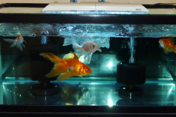薬浴１３日目 薬浴終了 ハムオのパキポディウム実生日記