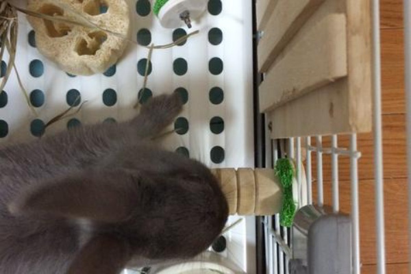 ウサコッツ飼育日記 15年06月