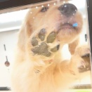 わんこ🐶