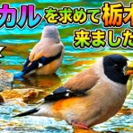 いきもの大好き！chunchunblog