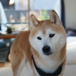 湘南凸凹柴WAN日記