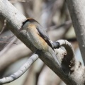 令和6(2024)年3月30日の鳥さん Vol.2　江戸川河川敷で野鳥の観察･撮影 小鳥色々登場!!ジョウビタキのオスも登場!!