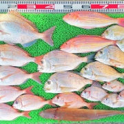 2025年12月5日　釣果