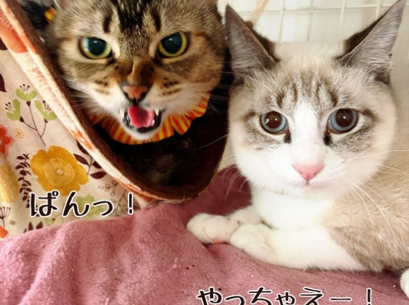 立った…立った…お耳が立った！