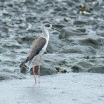 東京港野鳥公園　レンジャーブログ