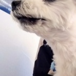 大きいマルチーズ☆ニノさん。