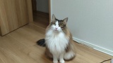 我が家の猫（※画像あり）