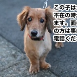 『【里親募集中】ミニチュアダックスフンドのしゅんすけ』の画像