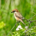 2026年5月9日の野鳥公園