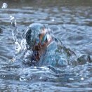 （１２月１６日 火曜日） 今日のカワセミ（DⅡ）