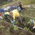 足尾の植樹