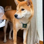 風太通信～柴犬風太の日記帳