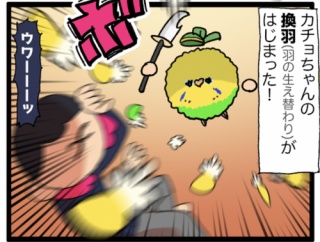 カチョさんの近況：激しく換羽中