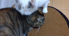 実物のﾈｺﾁｬﾝたちセカンド295
