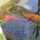 ドジョウの飛び出し死について 原因と対策 虎ノ門虎之助のベランダ ラボラトリー Ft メダカ