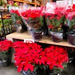 南カリフォルニア暮らしのブログ