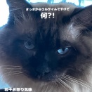 里親募集中の子達