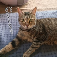 べんぴべんぴべんぴ！と、大人っぽい貝つくりました。