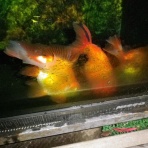 裏同心のブログ