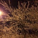 ふんばろう岩手プロジェクト