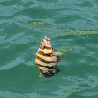 土佐料理　旬の鰹がゆく！