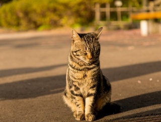 義実家に行くたびにワンカップで麦茶を出される。夫が無言でコップを取り換えてくれるんだが、それを見る時のトメの顔は般若面みたいで面白いww